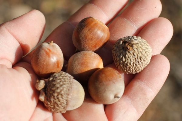 Do you have what it takes to eat an acorn?